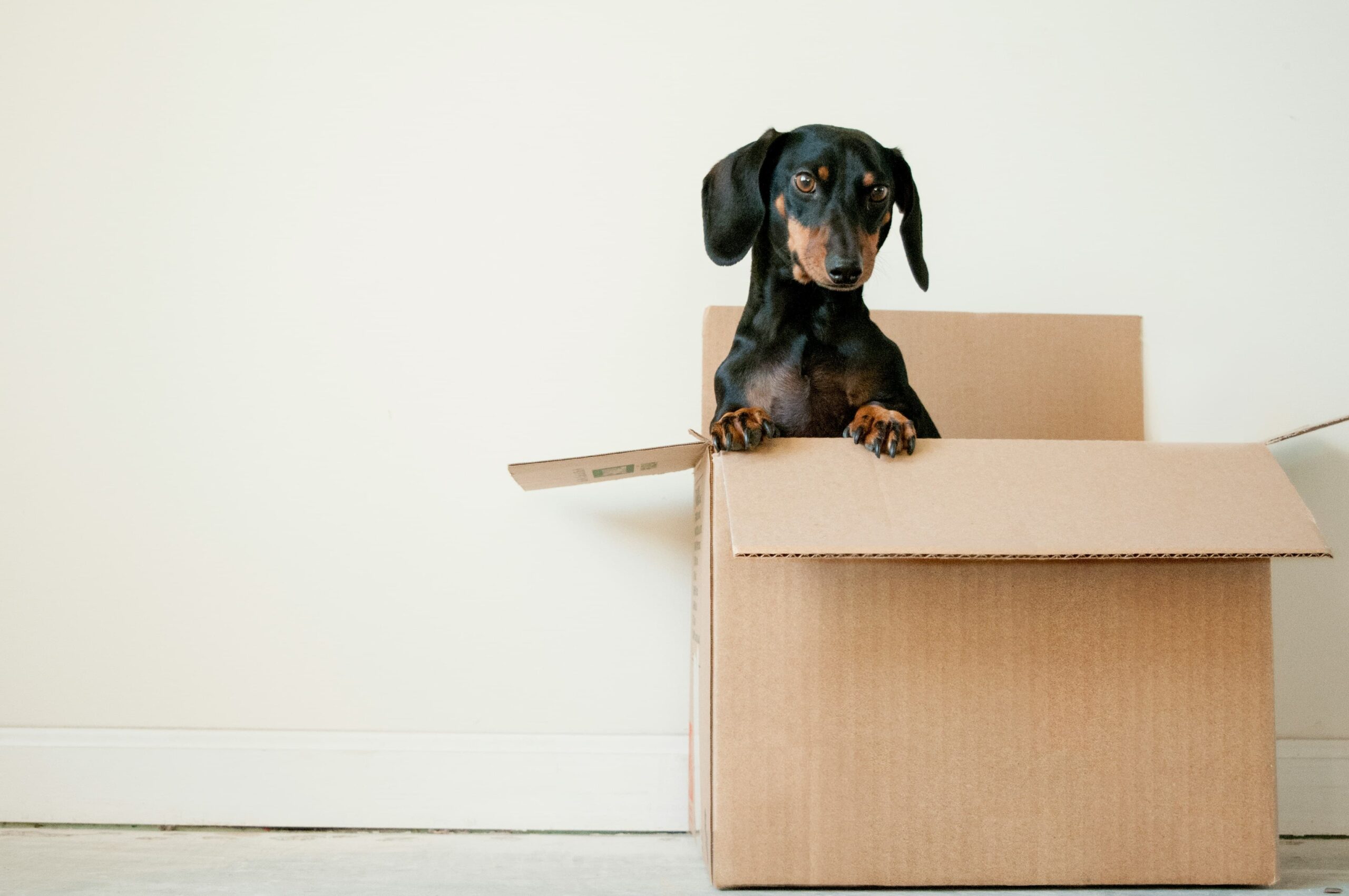 Dog sitting in a moving box, a reminder to plan for pets on moving day